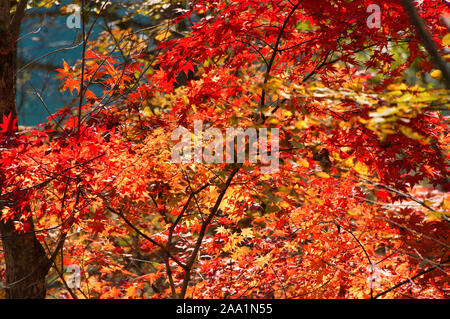 Les feuilles d'automne le long de waterside Banque D'Images