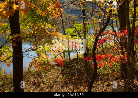 Les feuilles d'automne le long de waterside Banque D'Images