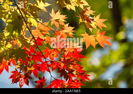 Les feuilles d'automne le long de waterside Banque D'Images