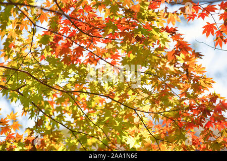 Les feuilles d'automne le long de waterside Banque D'Images