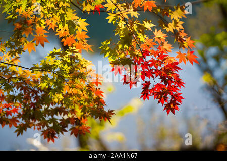 Les feuilles d'automne le long de waterside Banque D'Images