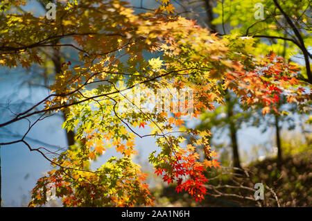 Les feuilles d'automne le long de waterside Banque D'Images