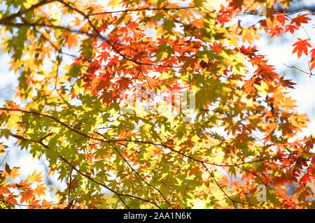 Les feuilles d'automne le long de waterside Banque D'Images