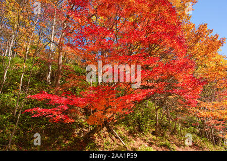 Tomuraushi Onsen, feuillage de l'automne Banque D'Images