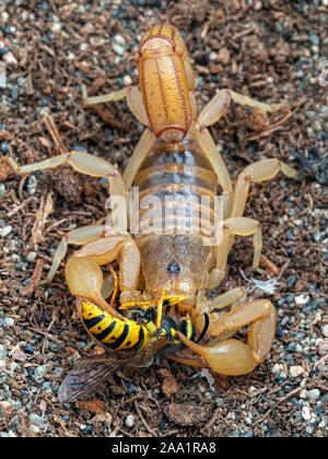 Femelle adulte stripe-tailed scorpion, Paravaejovis spinigerus, manger une guêpe Dolichovespula arenaria yellowjacket, d'en haut Banque D'Images