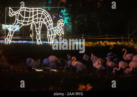 Stuttgart, Allemagne. 18 Nov, 2019. Le modèle d'un cerf allumé avec des chaînes de lumières est à Wilhelma. L'accent est mis sur les flamants roses. Beaucoup d'éclairage de Noël brille dans le jardin de Noël à Wilhelma. Le spectacle de lumière peut encore être vu à Wilhelma jusqu'au 6 janvier 2020. Crédit : Tom Weller/dpa/Alamy Live News Banque D'Images