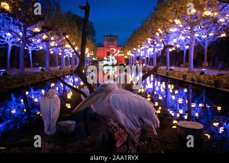 Stuttgart, Allemagne. 18 Nov, 2019. Les pélicans s'asseoir dans leur enceinte. Beaucoup d'éclairage de Noël brille dans le jardin de Noël à Wilhelma. Le spectacle de lumière peut encore être vu à Wilhelma jusqu'au 6 janvier 2020. Crédit : Tom Weller/dpa/Alamy Live News Banque D'Images