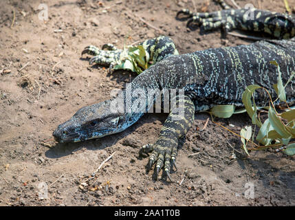 Lace Monitor (Varanus varius). Aussi connu comme un goanna. Banque D'Images