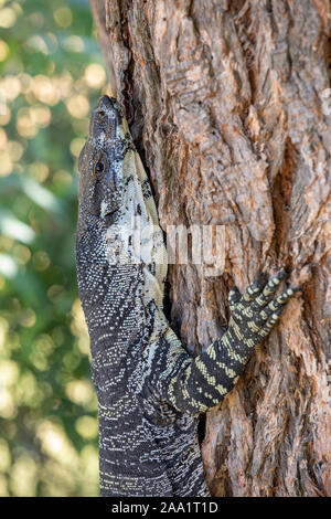 Lace Monitor (Varanus varius), grimpant sur un arbre. Aussi connu comme un goanna. Banque D'Images