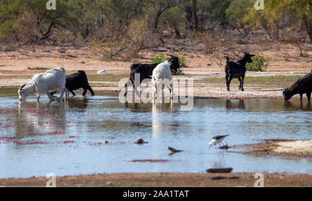 Les chèvres sauvages de boire d'une terre humide après la pluie dans l'arrière-pays australien Banque D'Images