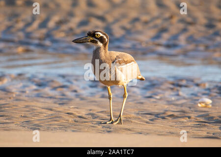 Pierre plage-curlew (Esacus magnirostris) également connu sous le nom de large-plage sur une plage dans le Queensland, Australie Banque D'Images