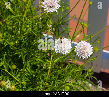 Blanc Dainty Scabiosa columbaria - une espèce de chèvrefeuille en famille (Caprifoliaceae) Pigeon scabious, Pincushion fleur, petite colombe, scabious pincushion. Banque D'Images