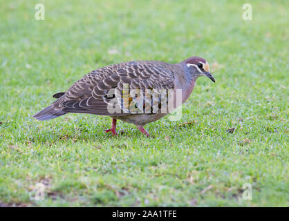 (Phaps chalcoptera Bronzewing commun) un type de pigeon australienne indigène avec des plumes des ailes irisées. Banque D'Images