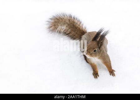 Écureuil moelleux à la recherche de nourriture en hiver Parc avec Blanche neige Banque D'Images