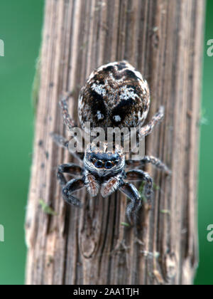 Femelle gravide thomisidae, Calositticus floricola palustris, sur une tige de la plante, face caméra, vertical Banque D'Images