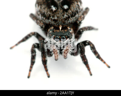 Femelle gravide thomisidae, Calositticus floricola palustris, gros plan de visage, isolé Banque D'Images