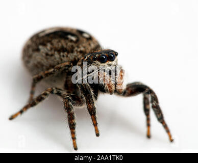 Femelle gravide thomisidae, Calositticus floricola palustris, close-up vue 3/4, isolé Banque D'Images