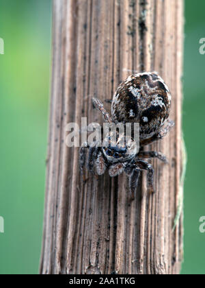 Femelle gravide thomisidae, Calositticus floricola palustris, sur une tige de la plante, vertical Banque D'Images