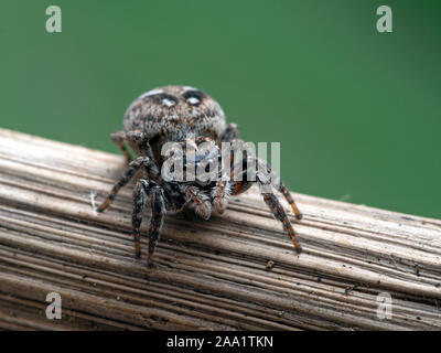 Femelle gravide thomisidae, Calositticus floricola palustris, sur une tige de la plante, en face caméra Banque D'Images