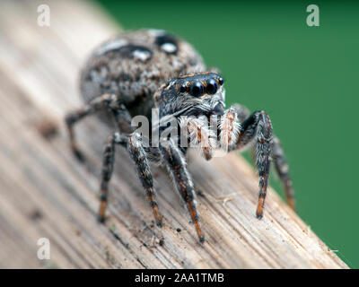 Femelle gravide thomisidae, Calositticus floricola palustris, sur une tige de la plante, close-up vue 3/4 Banque D'Images