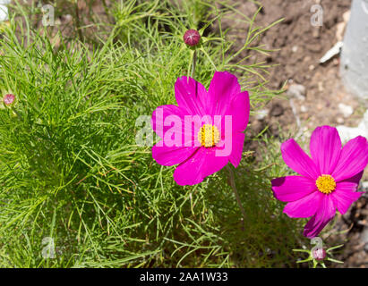 Délicate Dainty rose pâle et fleurs blanches de cosmos unique genre de la famille des astéracées floraison feuillage vert avec ferny dans un jardin de printemps sont charmantes . Banque D'Images