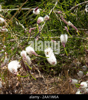 Blanches fleurs de l'Australian Melaleuca linariifolia, la neige en été, paperbark à feuilles étroites, ou à feuilles de lin paperbark avec dôme large dense. Banque D'Images