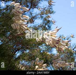 Blanches fleurs de l'Australian Melaleuca linariifolia, la neige en été, paperbark à feuilles étroites, ou à feuilles de lin paperbark avec dôme large dense. Banque D'Images