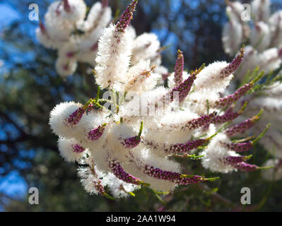 Blanches fleurs de l'Australian Melaleuca linariifolia, la neige en été, paperbark à feuilles étroites, ou à feuilles de lin paperbark avec dôme large dense. Banque D'Images