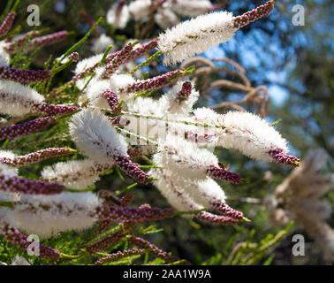 Blanches fleurs de l'Australian Melaleuca linariifolia, la neige en été, paperbark à feuilles étroites, ou à feuilles de lin paperbark avec dôme large dense. Banque D'Images