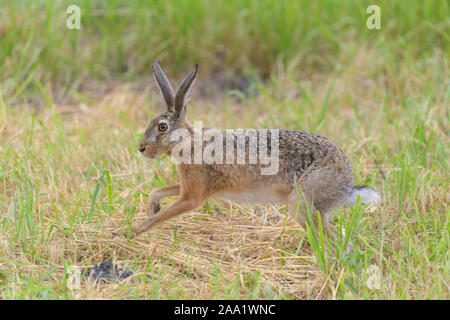 European brown hare, Lepus europaeus Banque D'Images