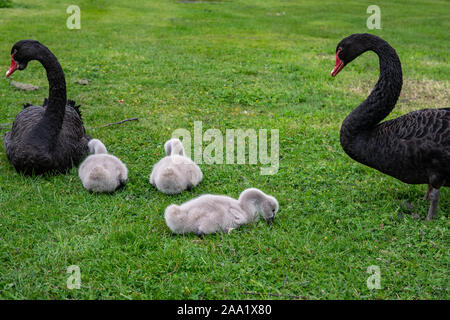 Une famille de cygnes s/n, stylo, et trois cygnets assis sur l'herbe verte Banque D'Images