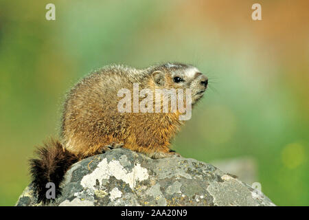 Alpenmurmeltier, (Marmota marmota), Banque D'Images