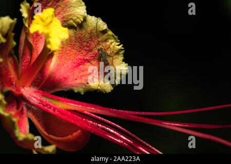 Loy photographie clé d'un paon fleur en pleine floraison avec une mouche sur elle Banque D'Images