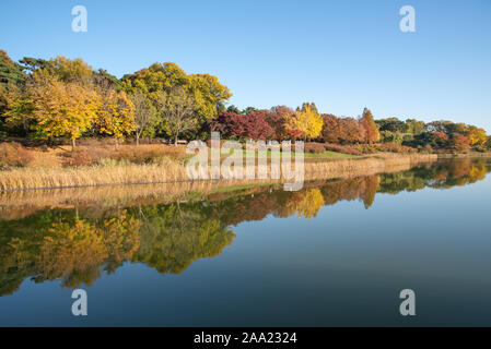 Les feuilles d'automne. Paysage d'automne. Lac. Le Parc olympique de Séoul en Corée du Sud Banque D'Images