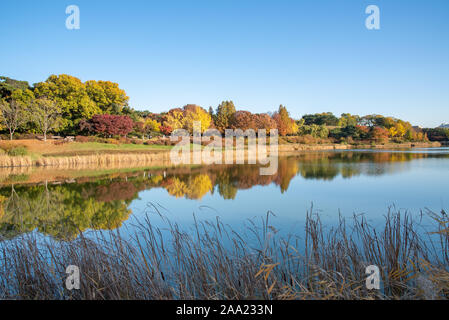 Les feuilles d'automne. Paysage d'automne. Lac. Le Parc olympique de Séoul en Corée du Sud Banque D'Images