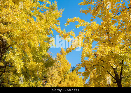 Rue de l'automne avec des feuilles d'érable jaune Banque D'Images