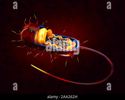 Le Rendu 3D de la structure d'une cellule bactérienne, isolé rouge. Banque D'Images