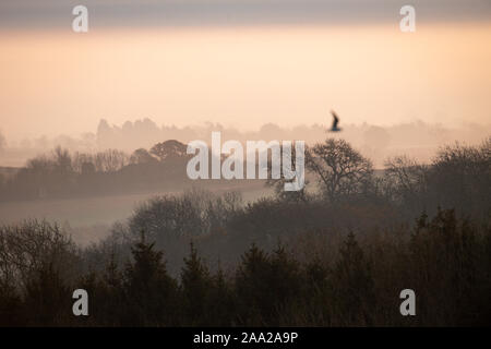 Un matin brumeux et froid sur Burton Dassett Hills Country Park dans le Warwickshire. Banque D'Images