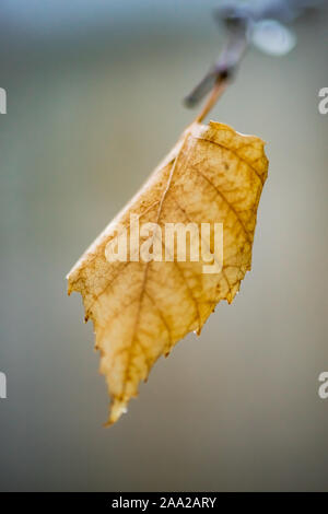 Feuille de bouleau sec jaune sur une branche par temps nuageux. Soft macro photo, floue. Banque D'Images