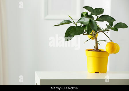 Sur les petites décorations délicates Nice tableau blanc. Lemon Tree en jaune en forme de couleurs blanc brillant avec cadre avec mur blanc floue backg Banque D'Images