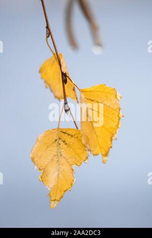 Branche avec trois feuilles de bouleau d'or à sec sur un fond bleu pâle. Selective focus, macro shot. Banque D'Images