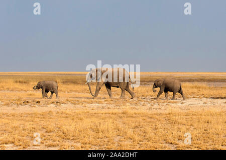 L'éléphant dans le Parc national Amboseli, au Kenya. Banque D'Images