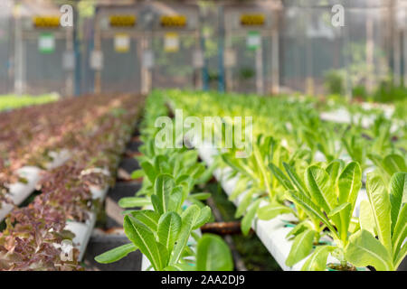 Jeunes frais vert laitue bio cos et de chêne rouge de l'usine de laitue sont en croissance sur l'eau sans sol dans le système hydroponique à la ferme de légumes grillés Banque D'Images