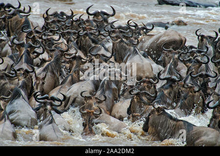 Gnous traversant la rivière Mara, au Kenya, en juillet 2013. Banque D'Images