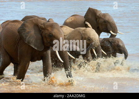 Les éléphants traversant la rivière Ewaso Ng'iro dans la réserve nationale de Samburu, Kenya. Banque D'Images