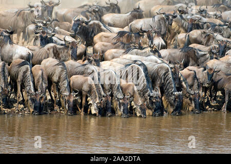 Gnous la queue pour prendre un verre au bord de la rivière Mara, Kenya en juillet 2013. Quelques minutes après qu'ils tous les croassed la rivière. Banque D'Images