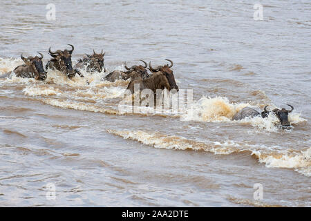 Gnous traversant la rivière Mara, au Kenya, en juillet 2013 dans leur grande migration annuelle. Banque D'Images