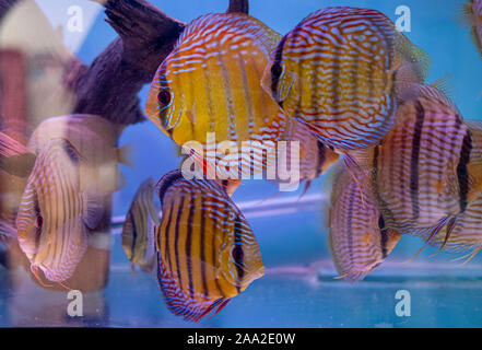 Poisson tropical sauvage pêché Discus dans un aquarium Banque D'Images