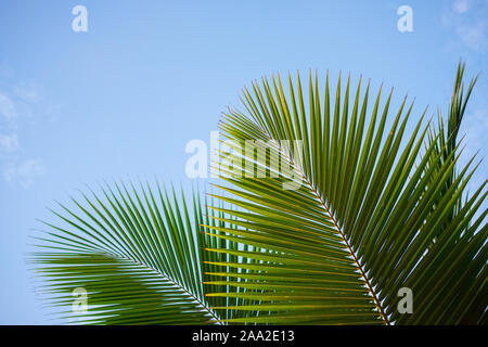 Palm tree leaf close-up contexte Banque D'Images