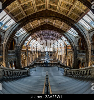 Vue grand angle de la femme de 25 mètres squelette de rorqual bleu nommé 'Hope' dans le hall de l'Hintze Natural History Museum, London, UK Banque D'Images